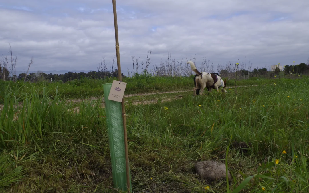 Córdoba llena sus carreteras de árboles, gracias a una iniciativa de la Fundación APPSUR